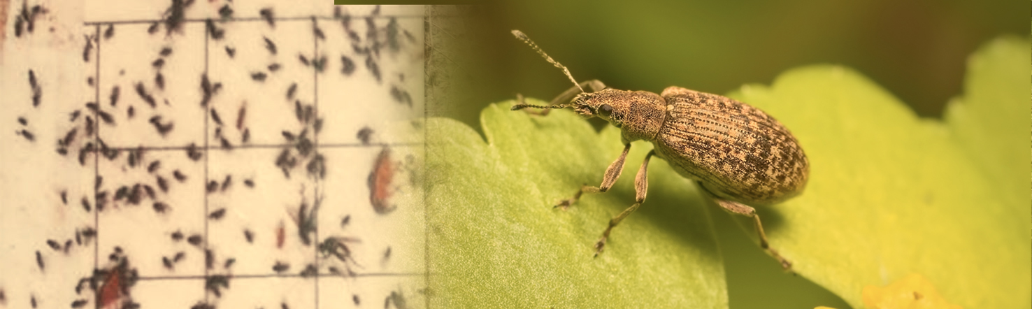 AI-based image analysis of insects.